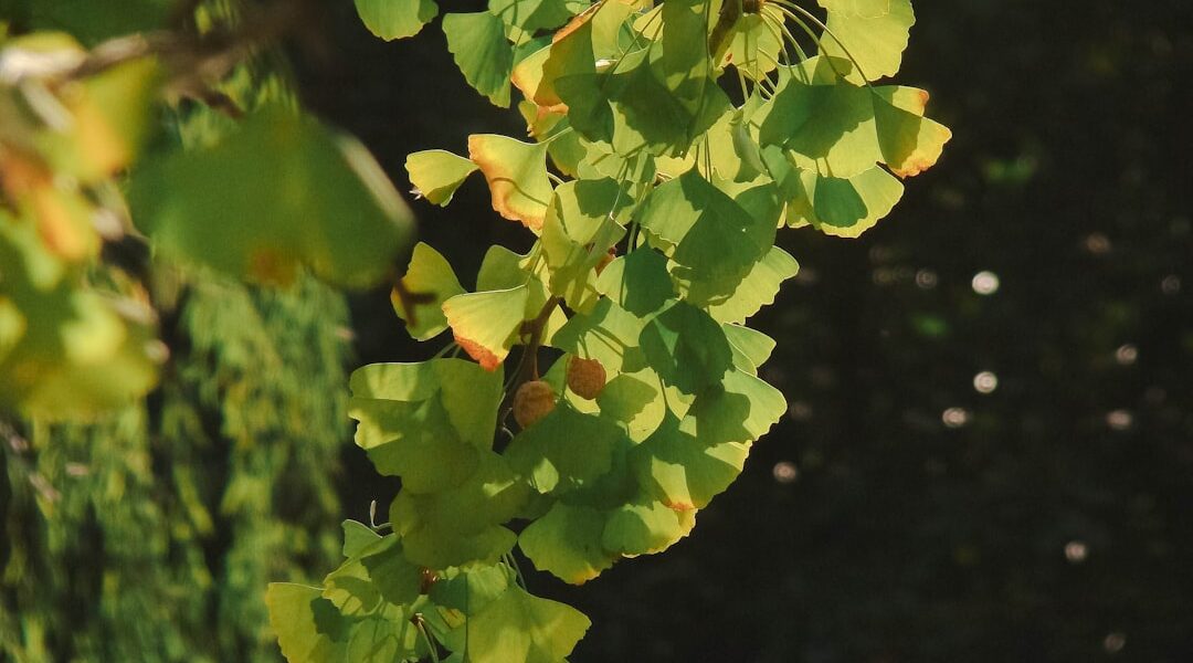 Photo pistachio color