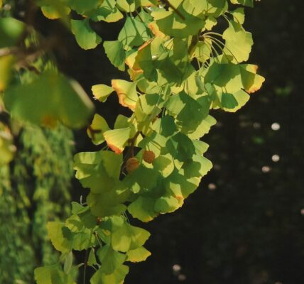 Photo pistachio color