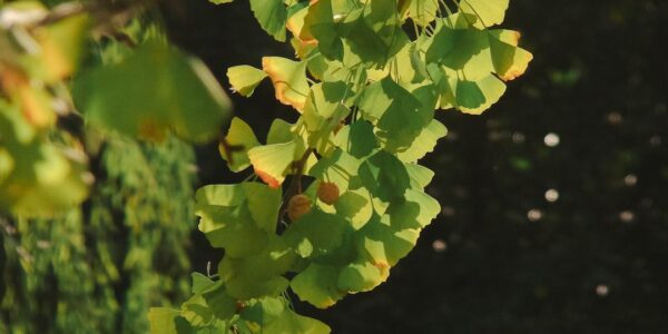 Photo pistachio color