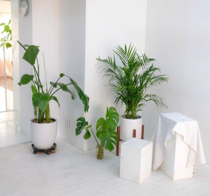Photo indoor shade plants