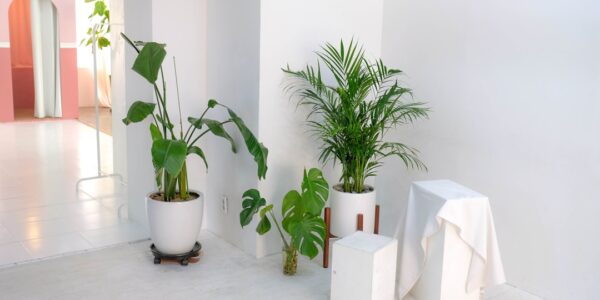 Photo indoor shade plants